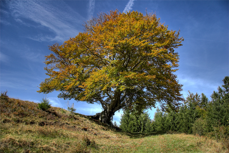 Weidbuche  Christoph Wasmer