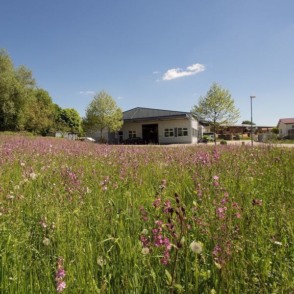 Baulandreserve als Blühwiese für Insekten angelegt