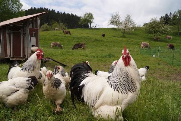 Unsere Hhner in Freilandhaltung im Ibental.