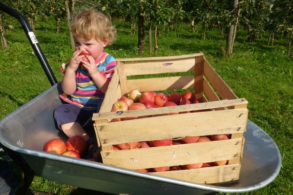 Frisches Obst ist einfach lecker!  Obsthof Drechsle